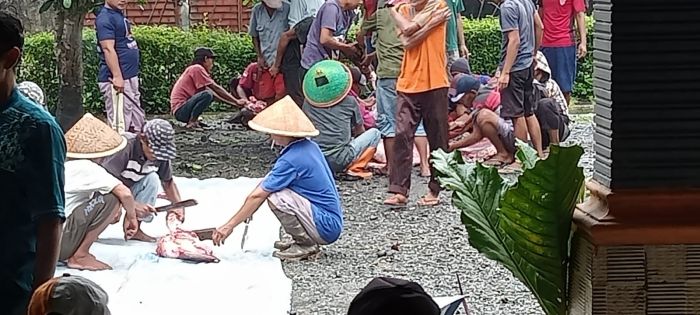 Tradisi Penyembelehan 8 Kerbau di Desa Lajer Dalam Rangka Memetri Bumi 02